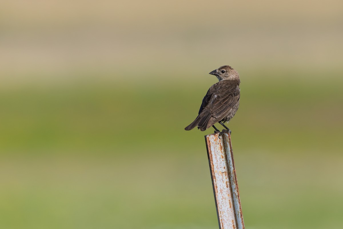 brunhodetrupial - ML638691177