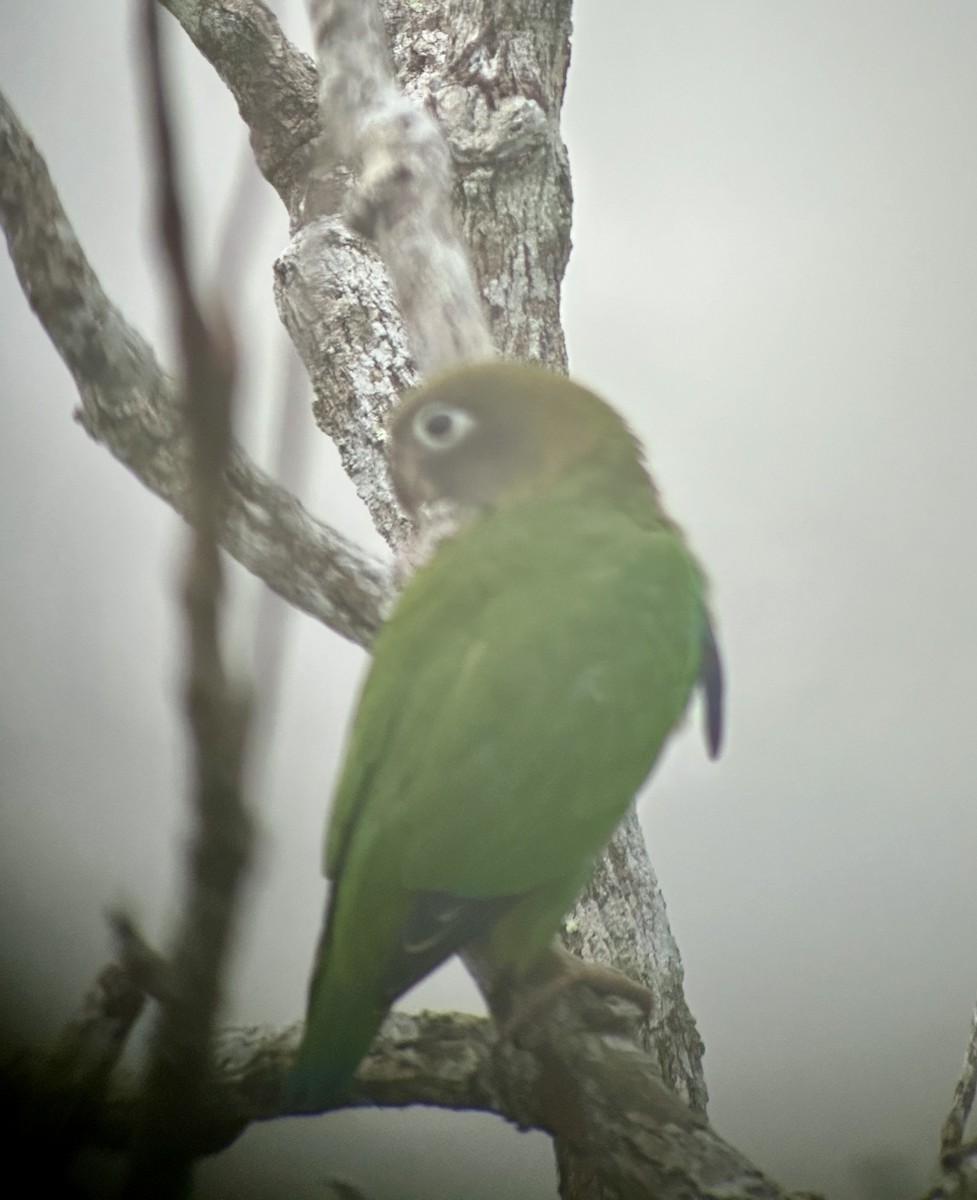 アカミミインコ - ML638691201
