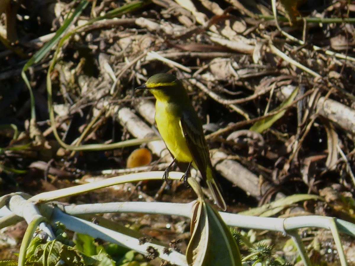 Yellow-browed Tyrant - ML638691323