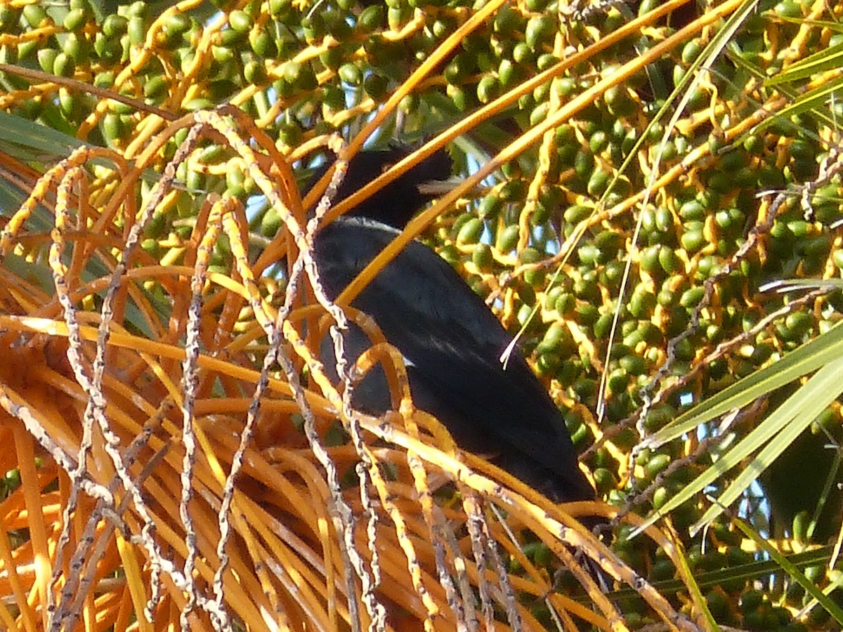 Crested Myna - ML638691343