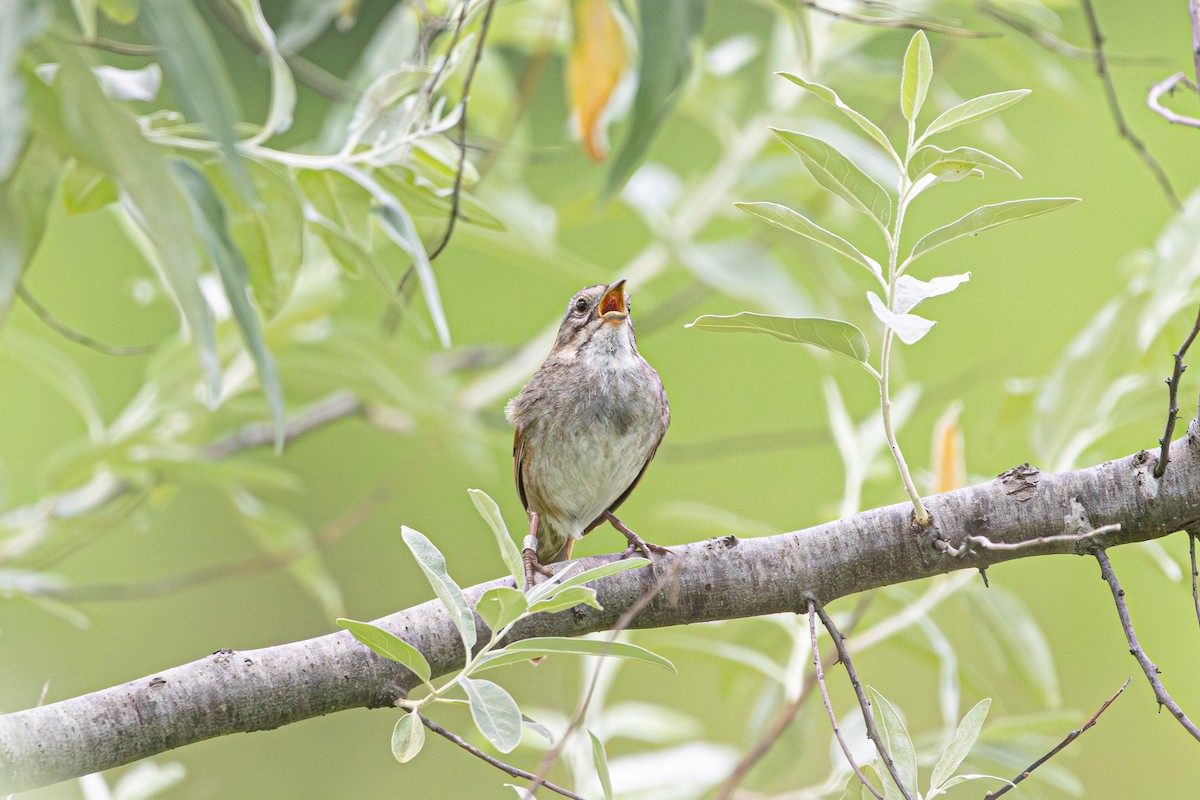 Swamp Sparrow - ML638691345