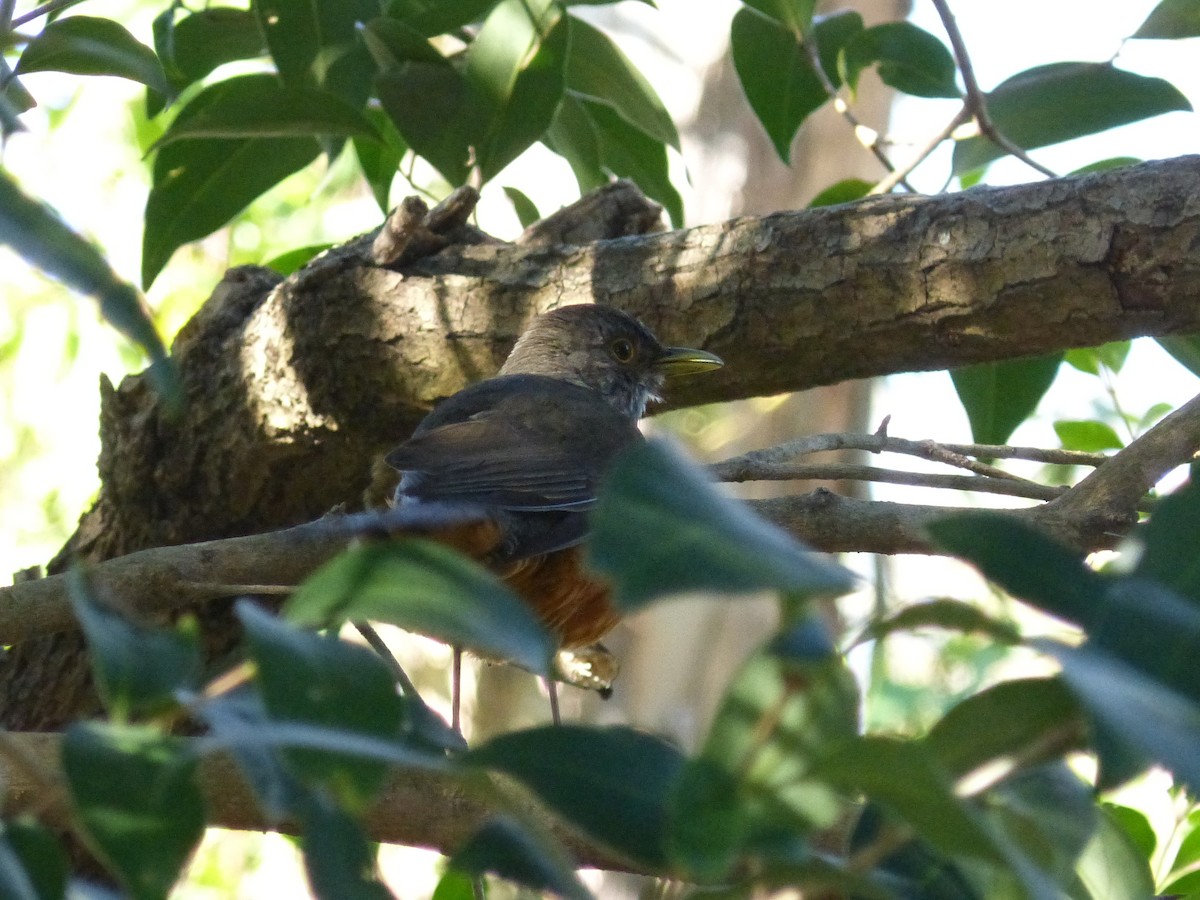 Rufous-bellied Thrush - ML638691361