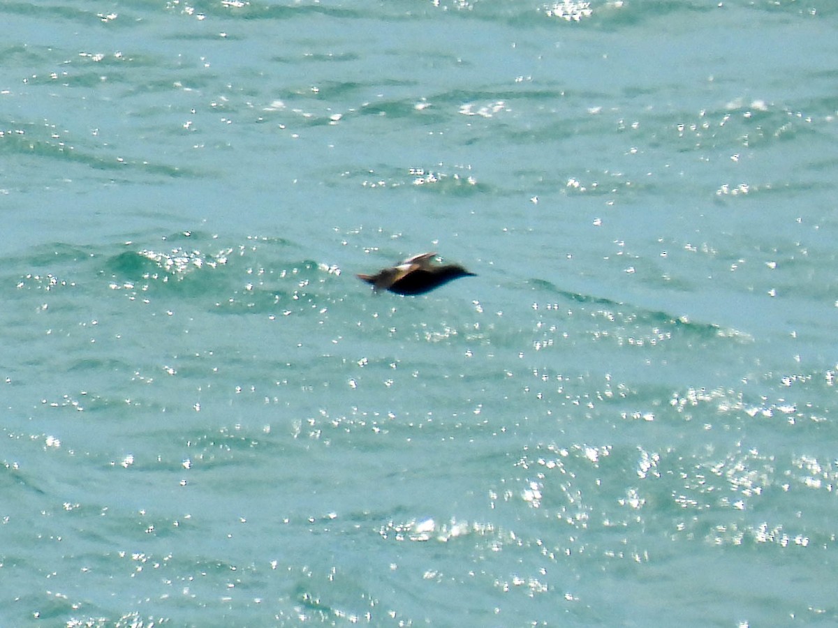 Pigeon Guillemot - ML638691363