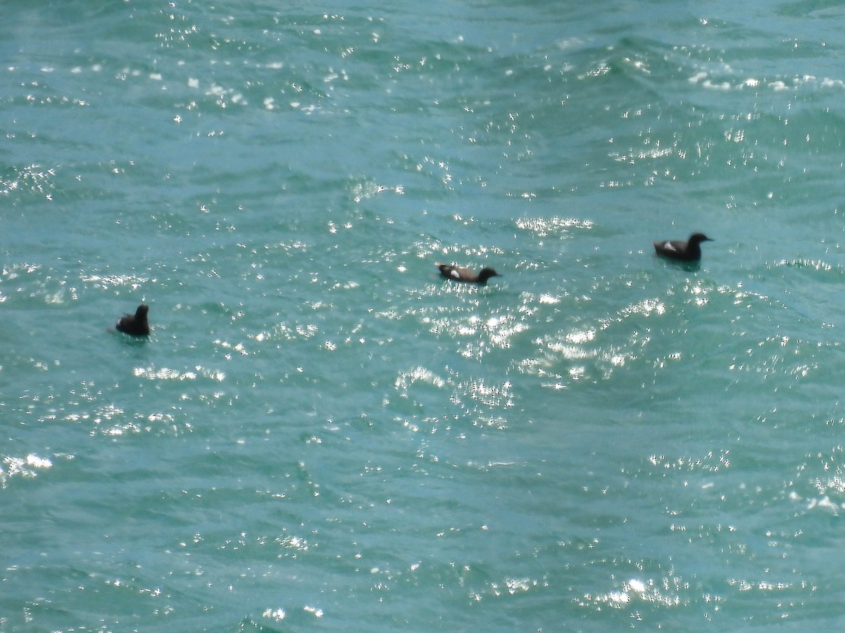 Pigeon Guillemot - ML638691372