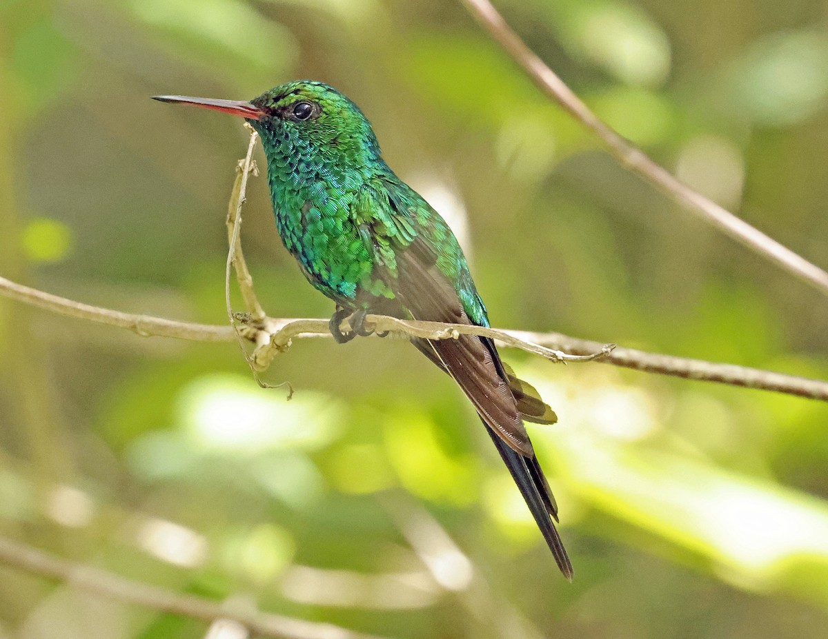 Cozumel Emerald - ML638691381