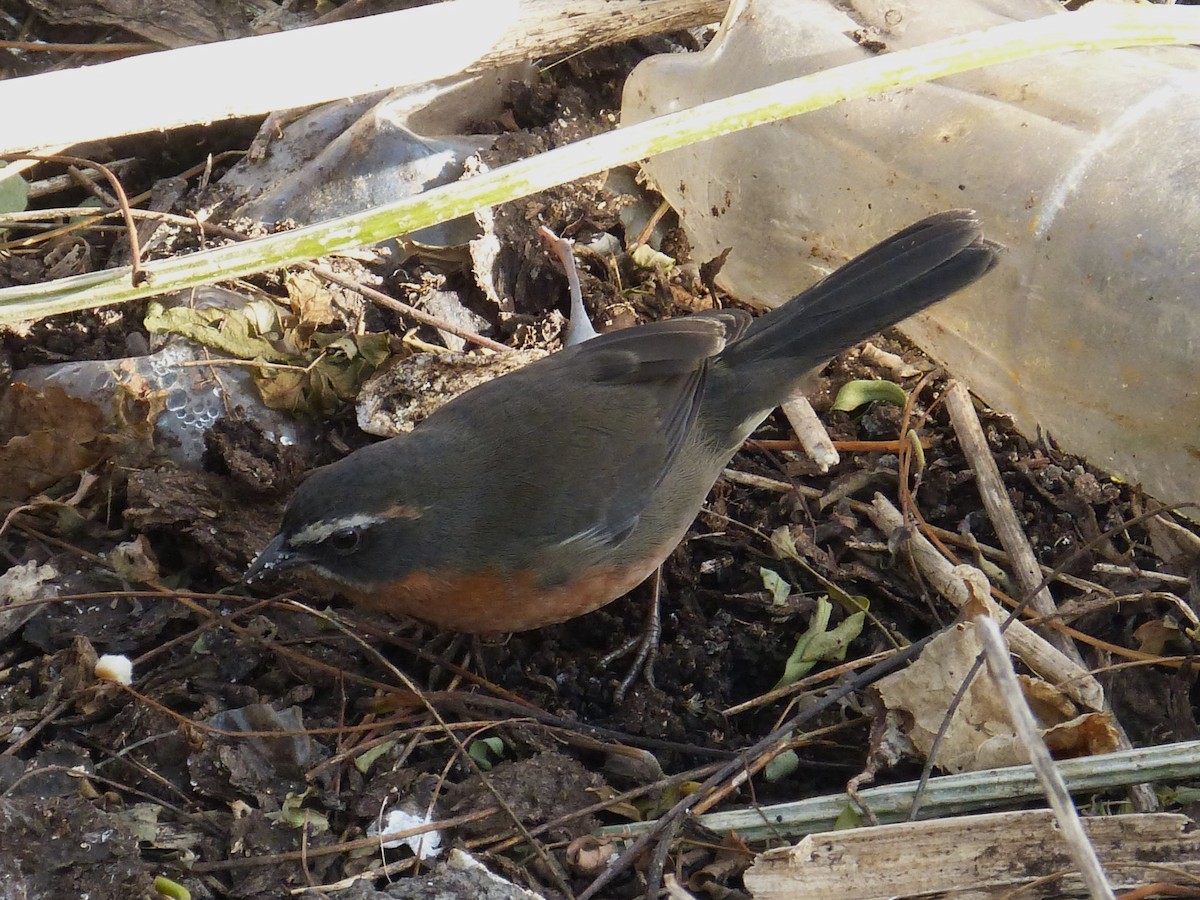 Black-and-rufous Warbling Finch - ML638691391