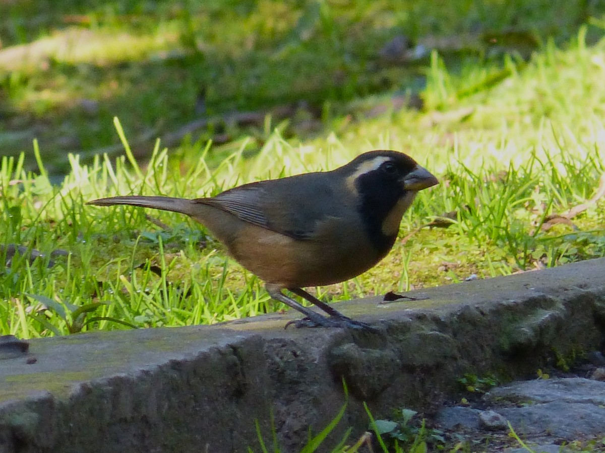 Golden-billed Saltator - ML638691394
