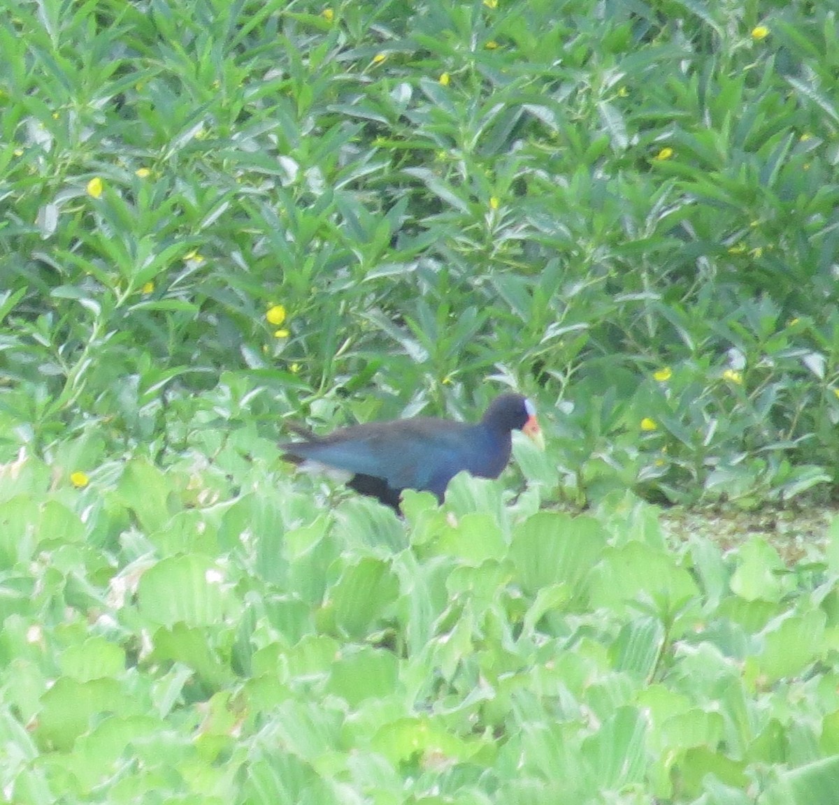 Purple Gallinule - ML638691427