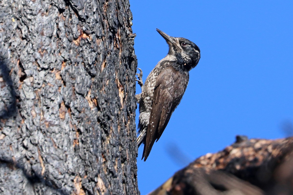 American Three-toed Woodpecker - ML638691461