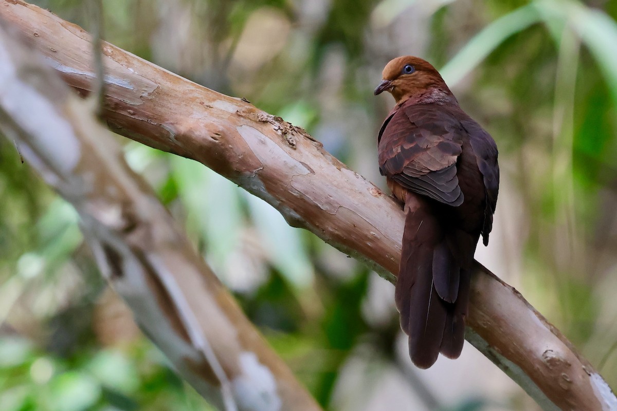 Little Cuckoo-Dove - ML638691465