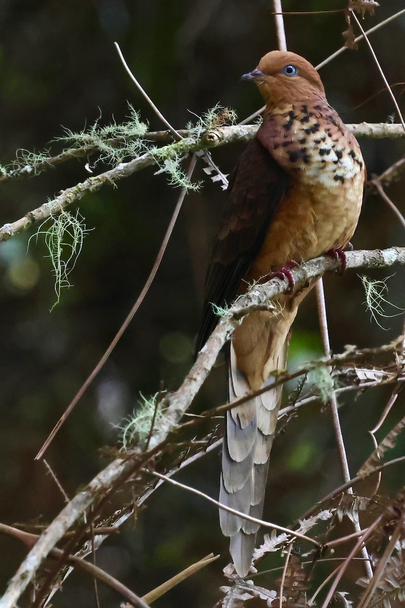 Little Cuckoo-Dove - ML638691466