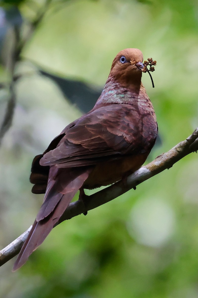 Little Cuckoo-Dove - ML638691467