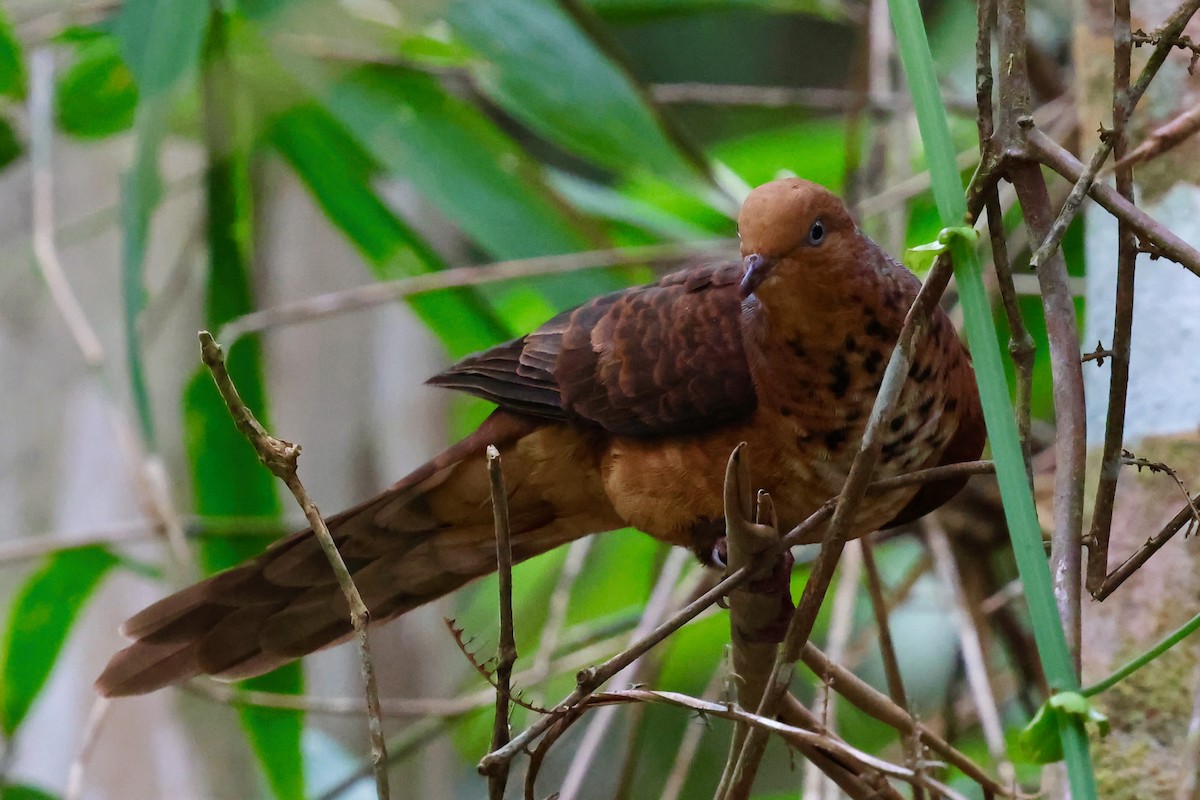 Little Cuckoo-Dove - ML638691468