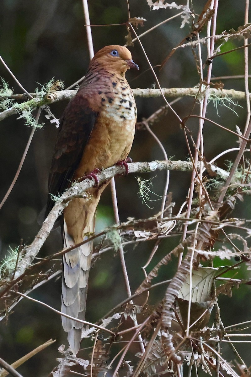 Little Cuckoo-Dove - ML638691469