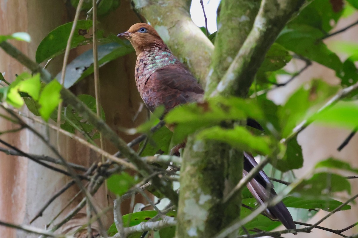 Little Cuckoo-Dove - ML638691471