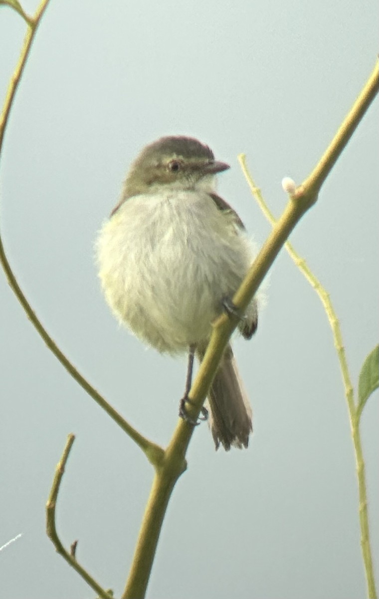 Mistletoe Tyrannulet - ML638691520
