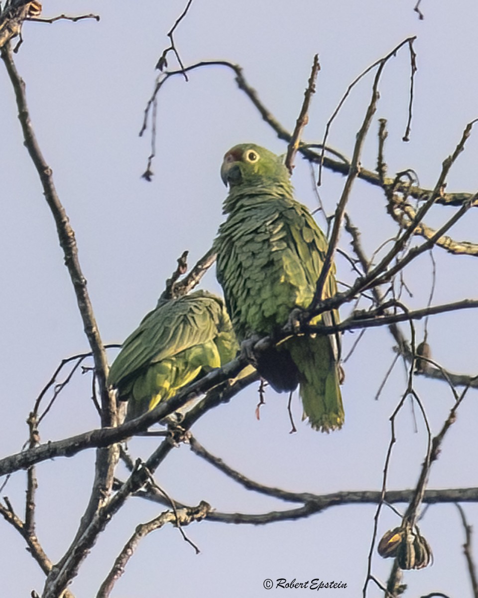 Red-lored Amazon - ML638691545
