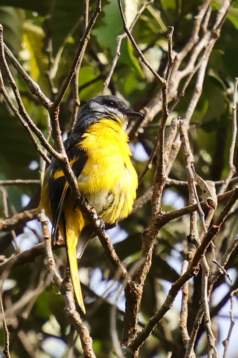Gray-chinned Minivet (Gray-throated) - ML638691565