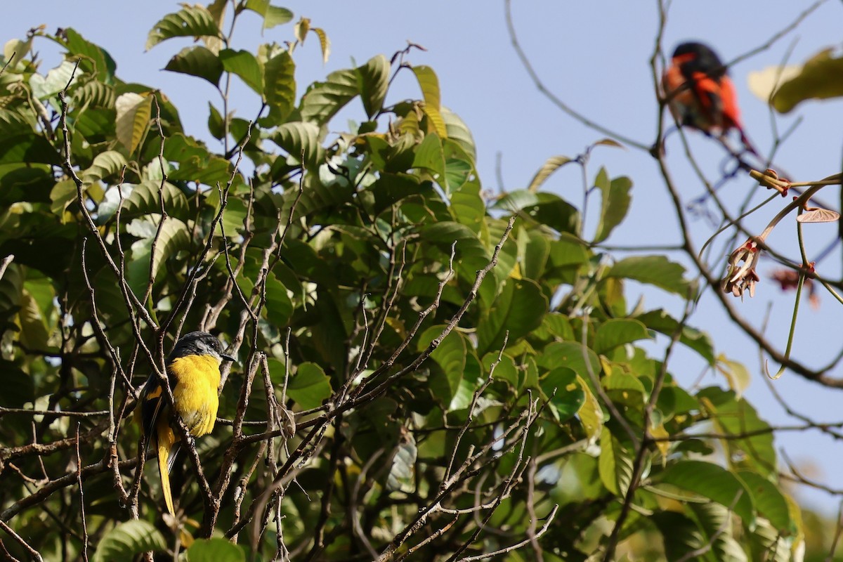Gray-chinned Minivet (Gray-throated) - ML638691566