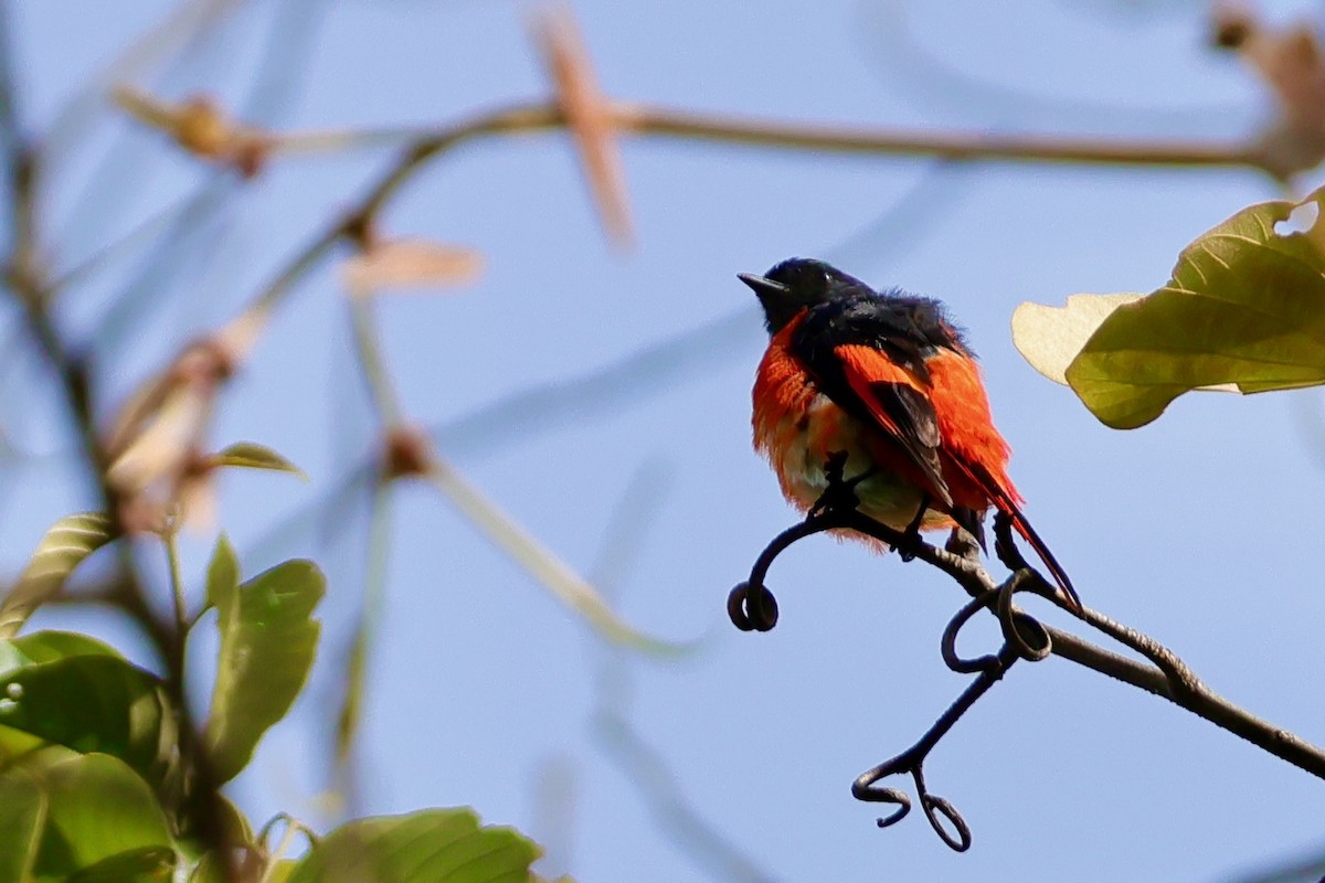 Gray-chinned Minivet (Gray-throated) - ML638691567