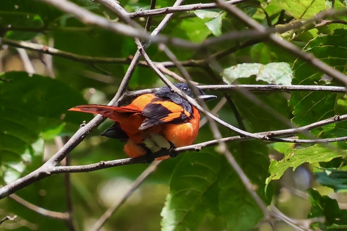 Gray-chinned Minivet (Gray-throated) - ML638691568