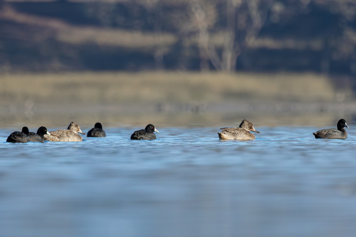 Freckled Duck - ML638691572