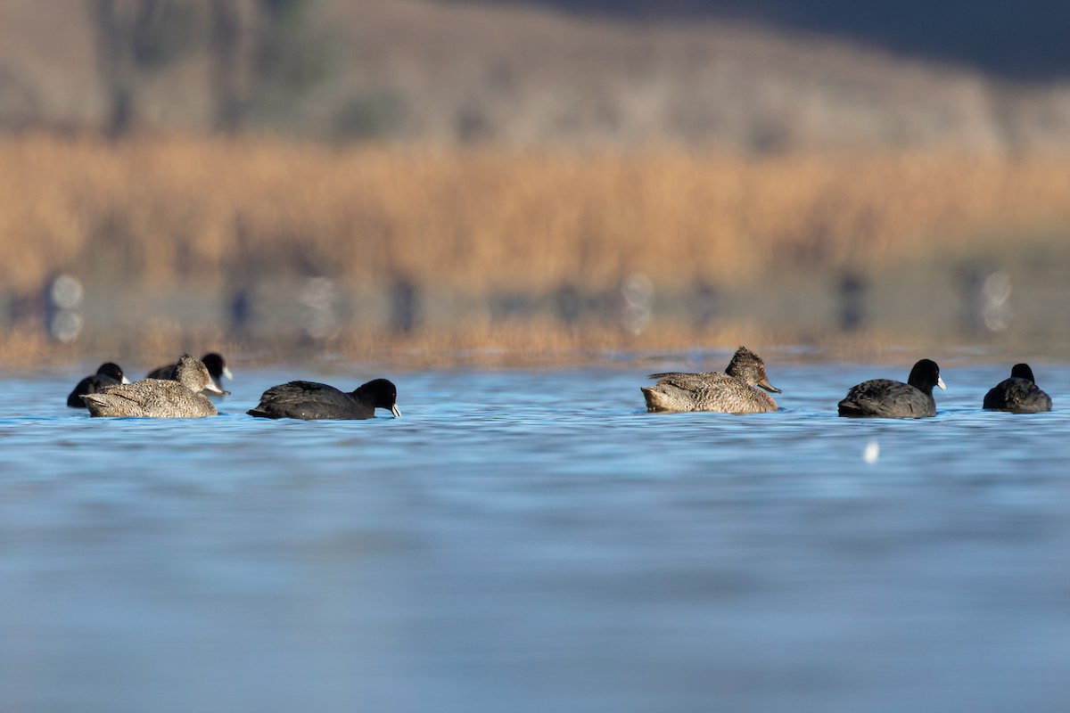 Freckled Duck - ML638691573