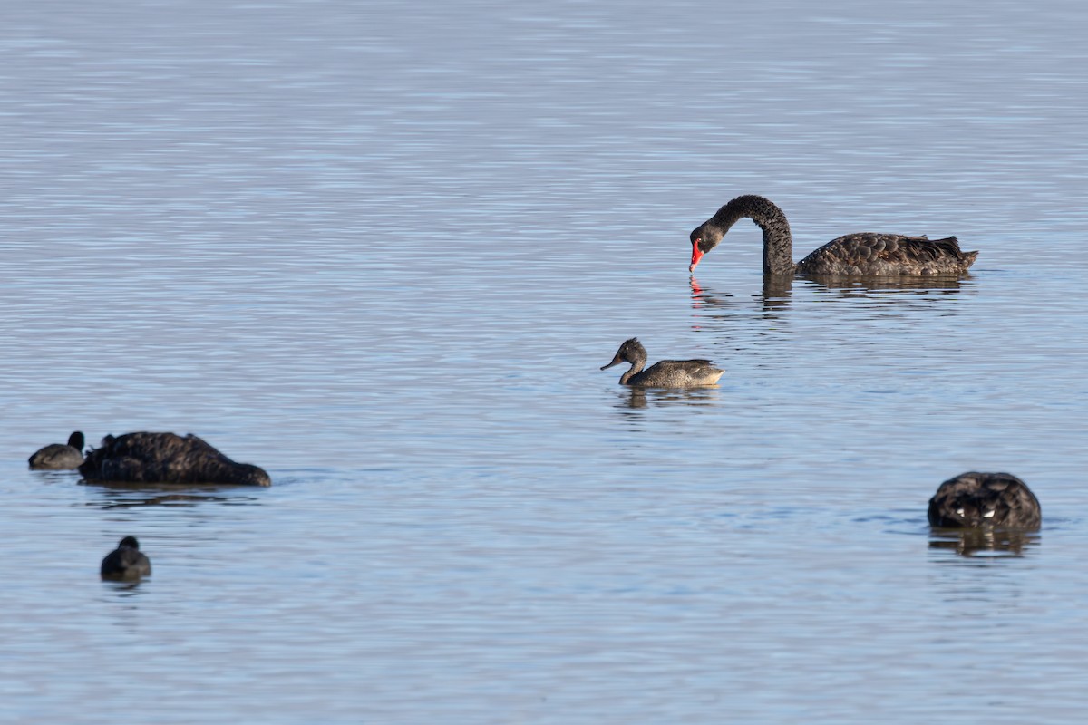 Freckled Duck - ML638691574
