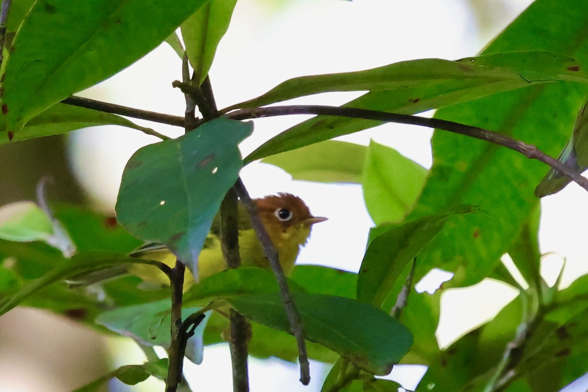 Yellow-breasted Warbler - ML638691581