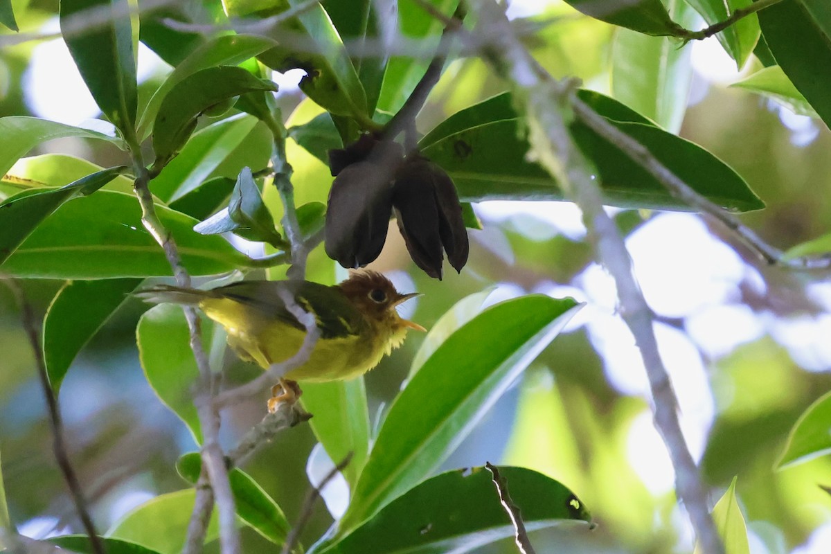 Yellow-breasted Warbler - ML638691583