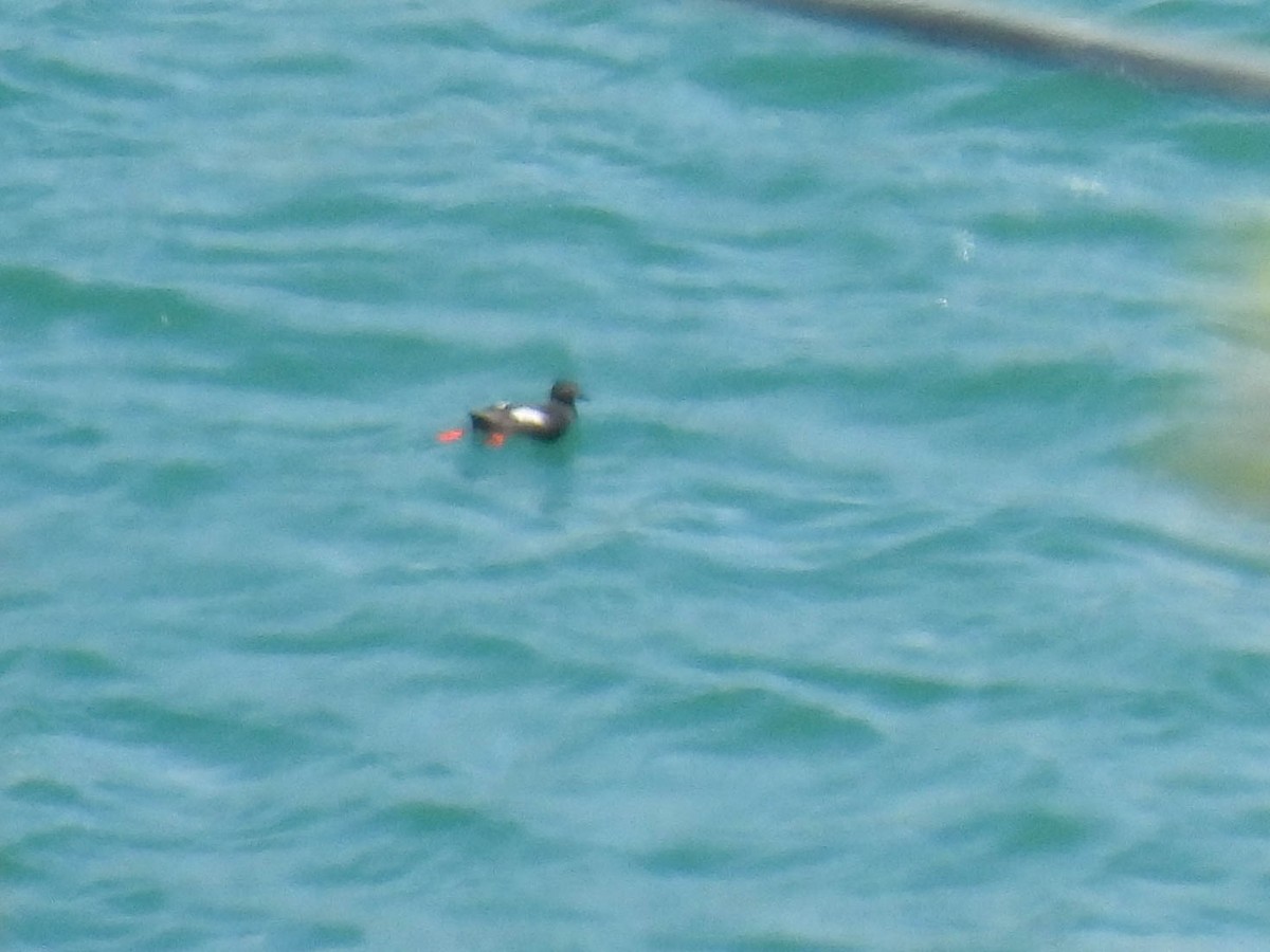 Pigeon Guillemot - ML638691608