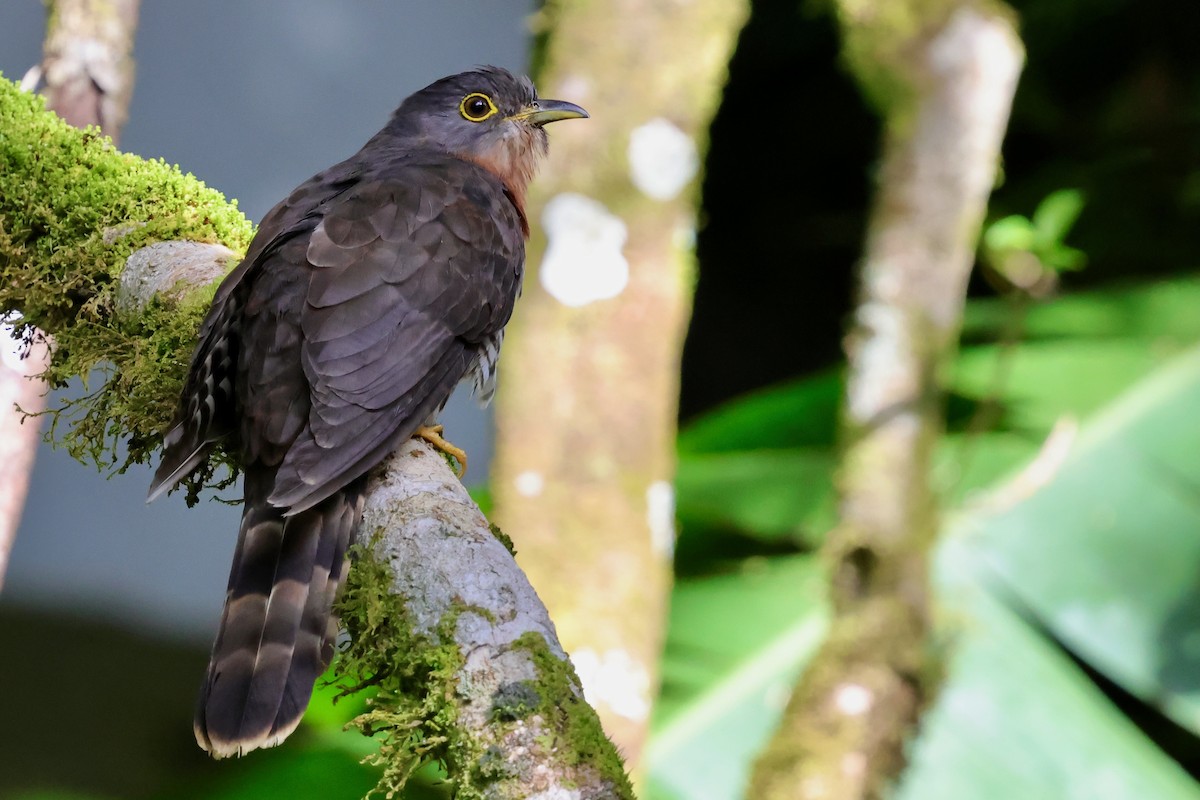 Dark Hawk-Cuckoo - ML638691622