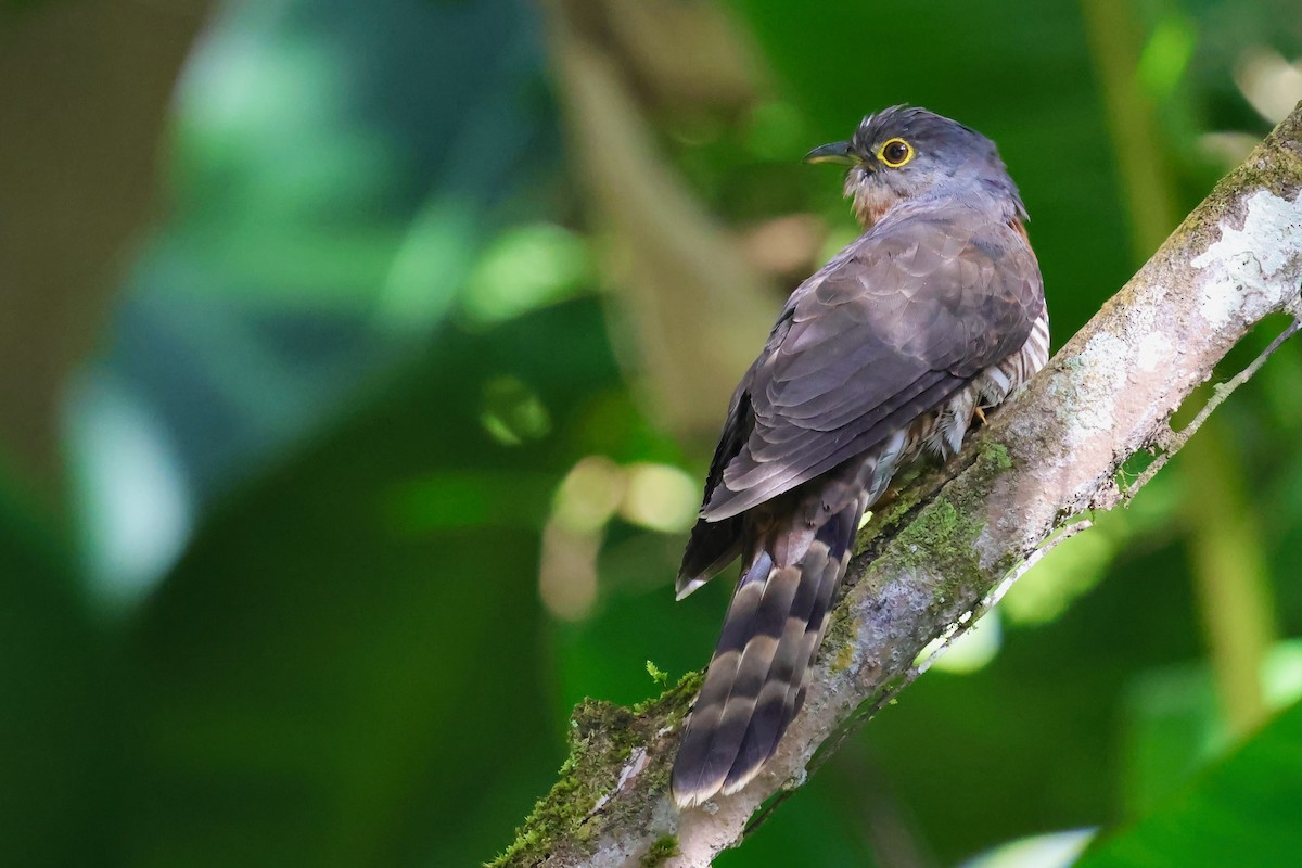 Dark Hawk-Cuckoo - ML638691623