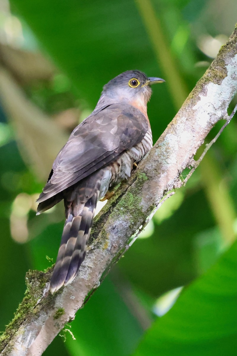 Dark Hawk-Cuckoo - ML638691624