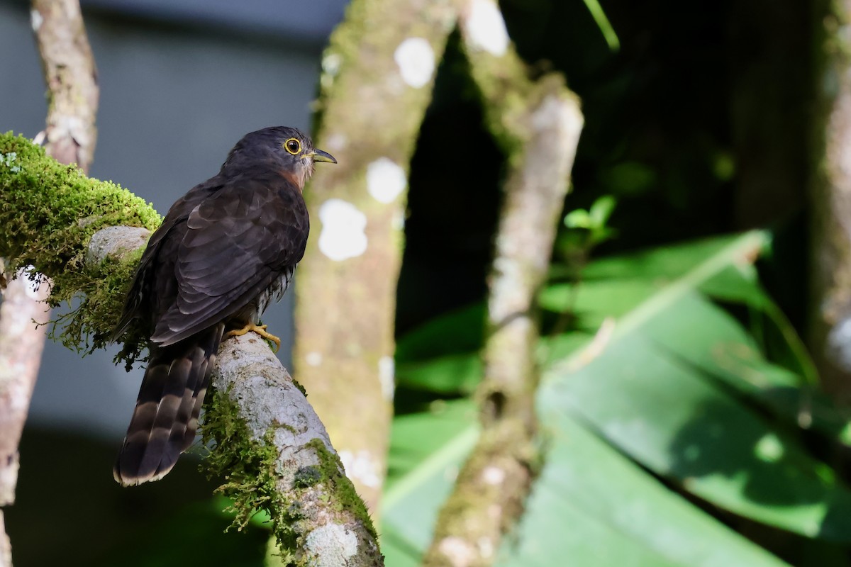 Dark Hawk-Cuckoo - ML638691625
