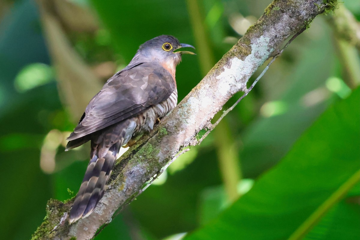Dark Hawk-Cuckoo - ML638691626