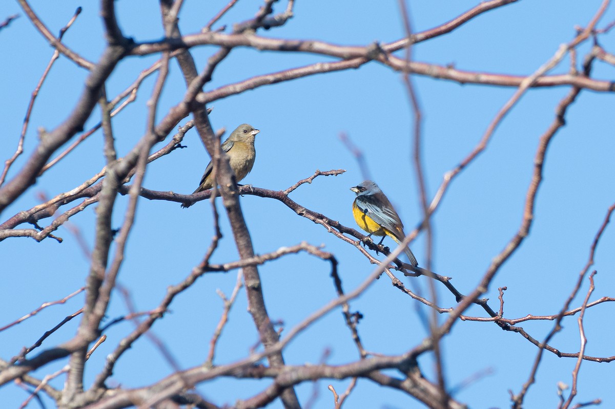 Blue-and-yellow Tanager - ML638691630