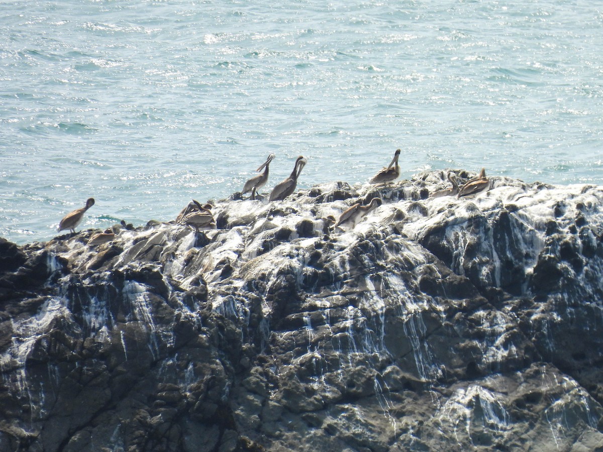 Brown Pelican - ML638691634