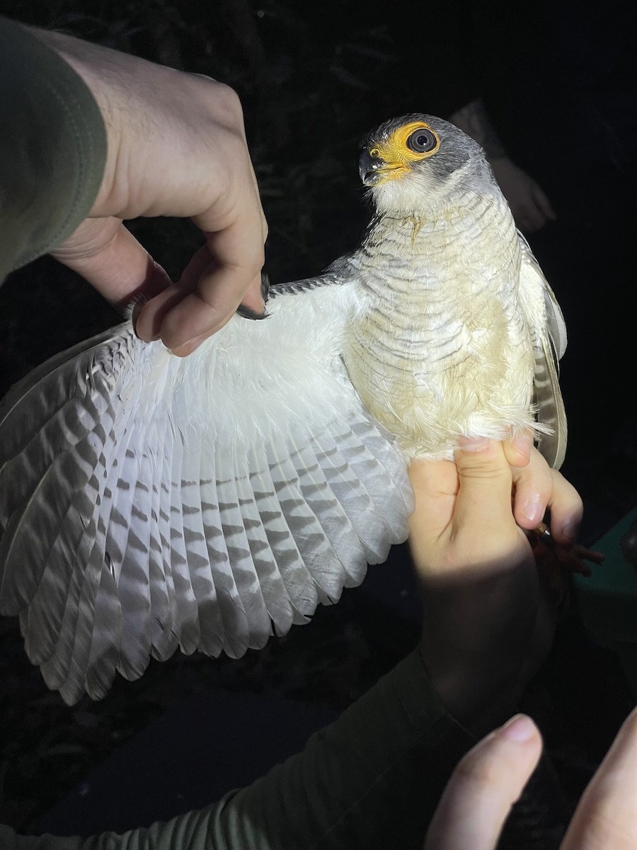 Lined Forest-Falcon - ML638691637