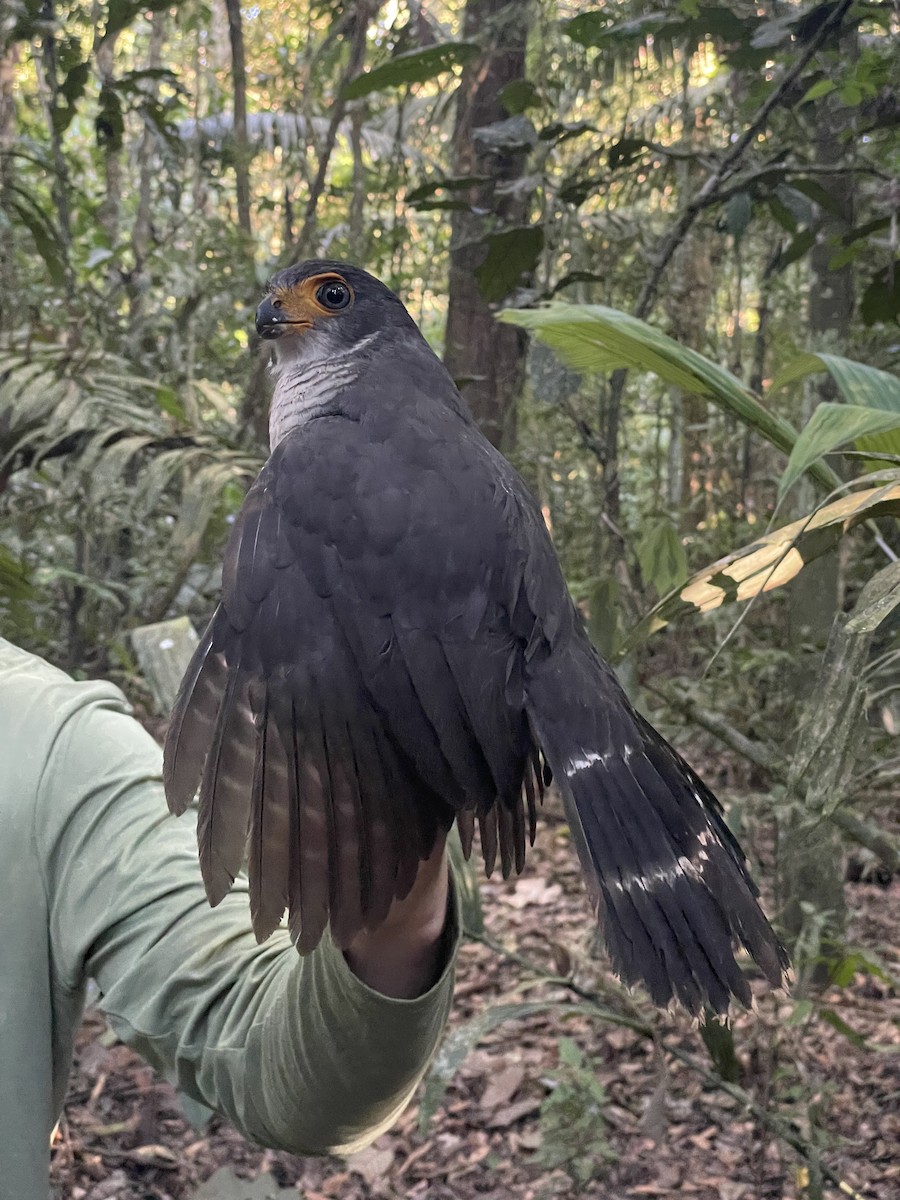 Lined Forest-Falcon - ML638691638