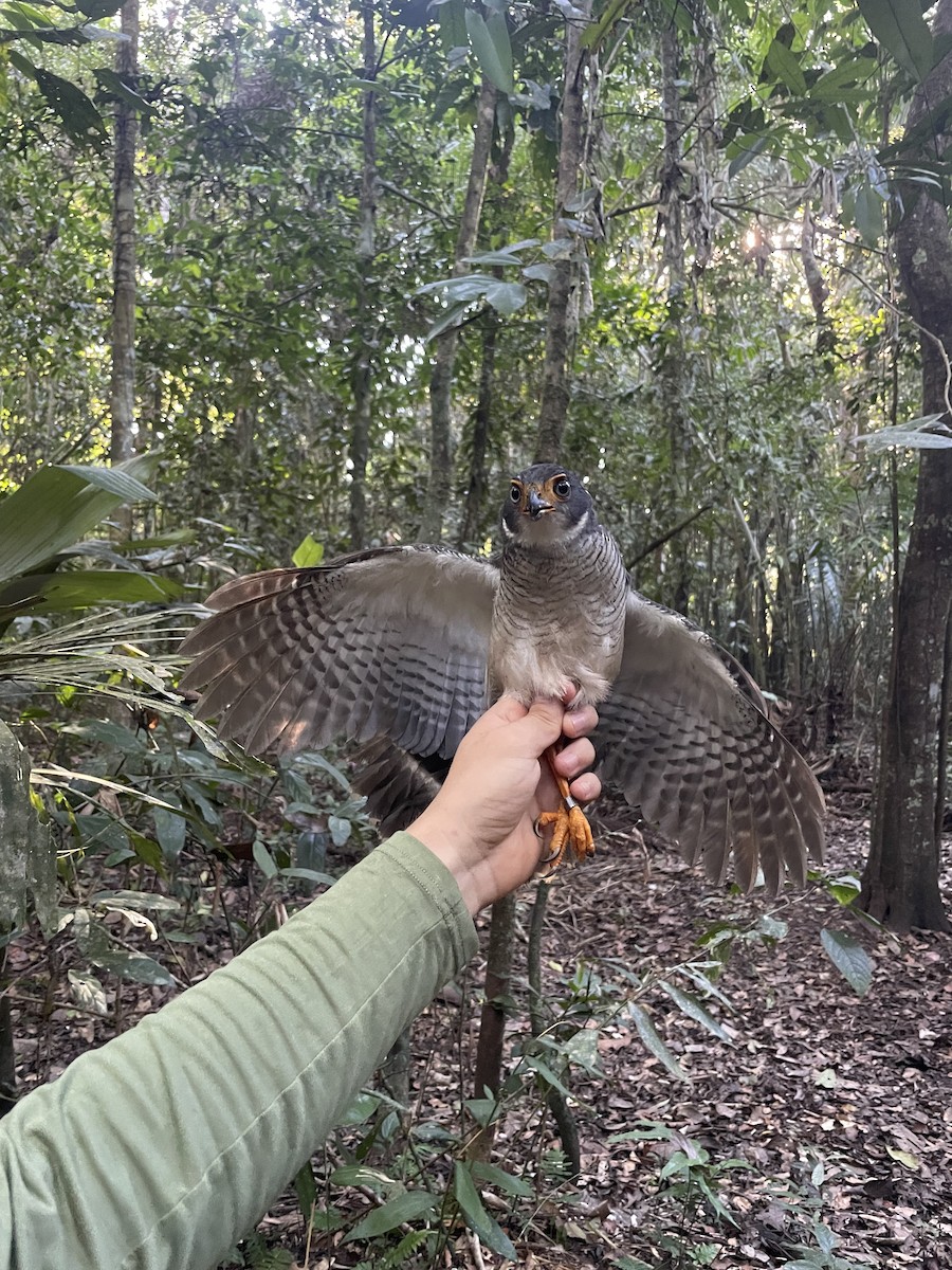 Lined Forest-Falcon - ML638691639