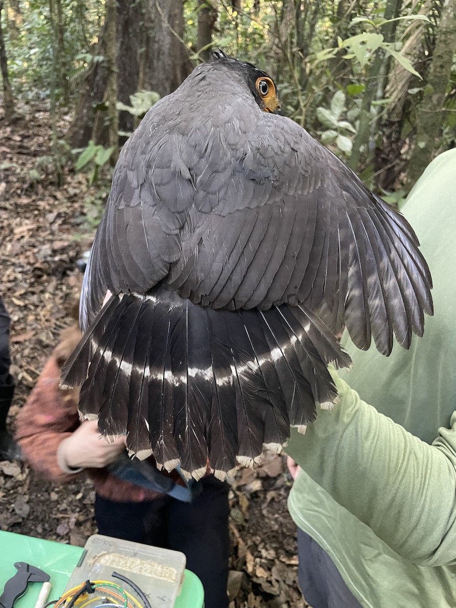 Lined Forest-Falcon - ML638691640