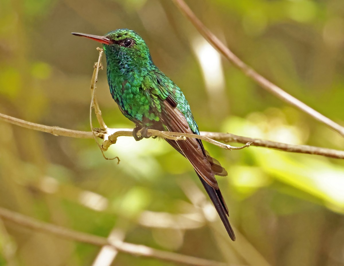 Cozumel Emerald - ML638691641