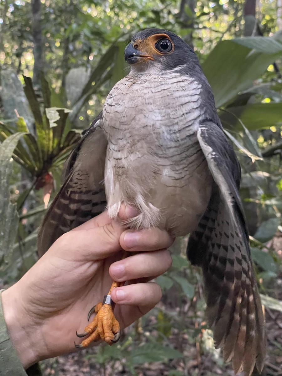 Lined Forest-Falcon - ML638691642