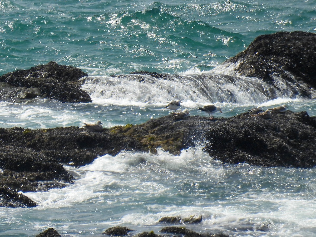 Western Gull - ML638691645