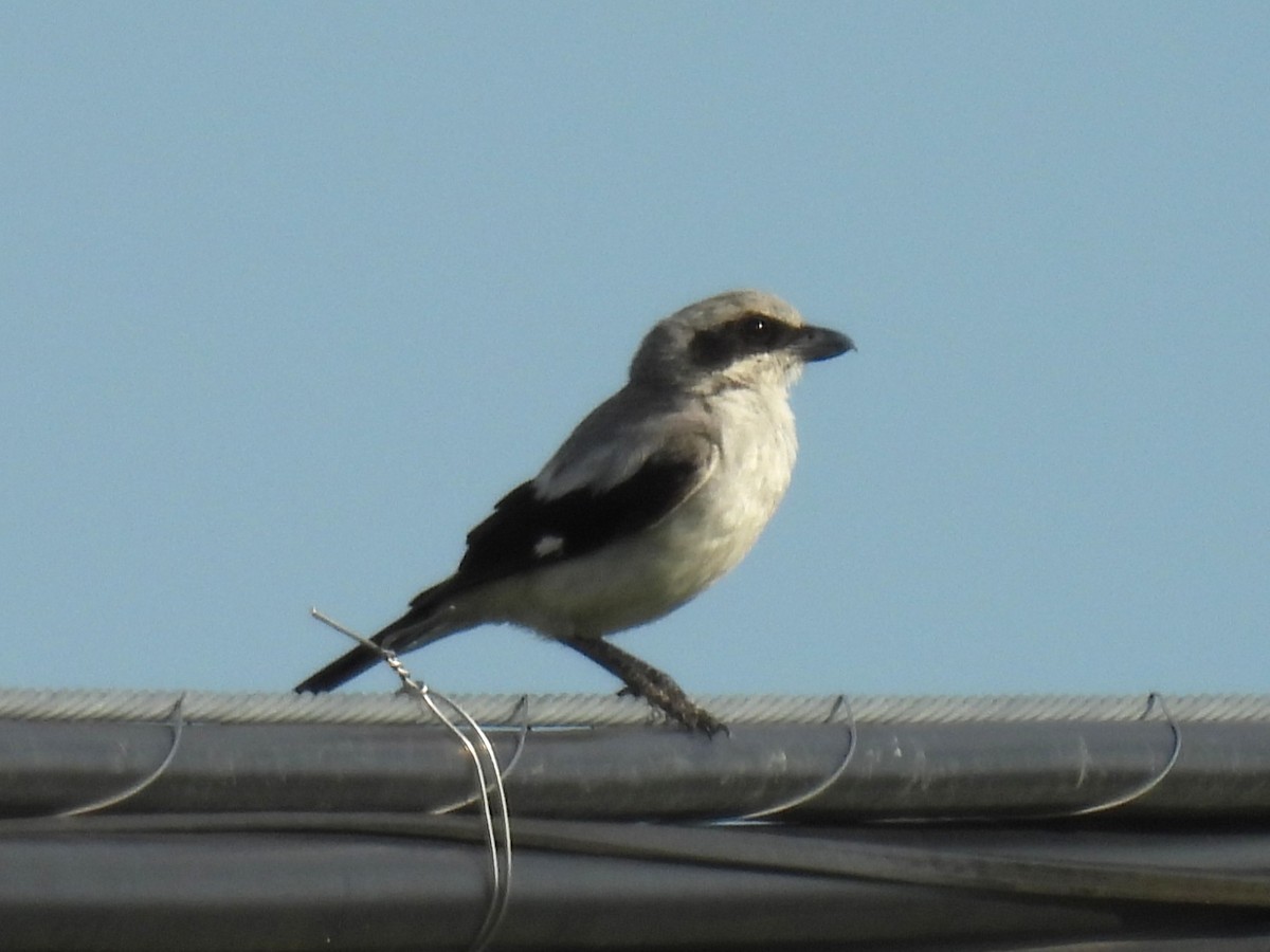Loggerhead Shrike - ML638691715