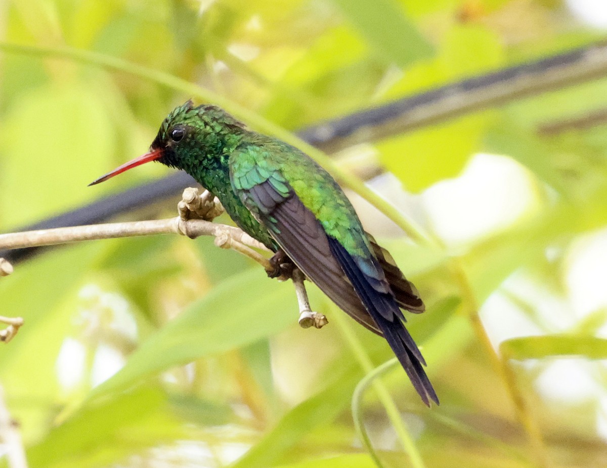 Cozumel Emerald - ML638691832
