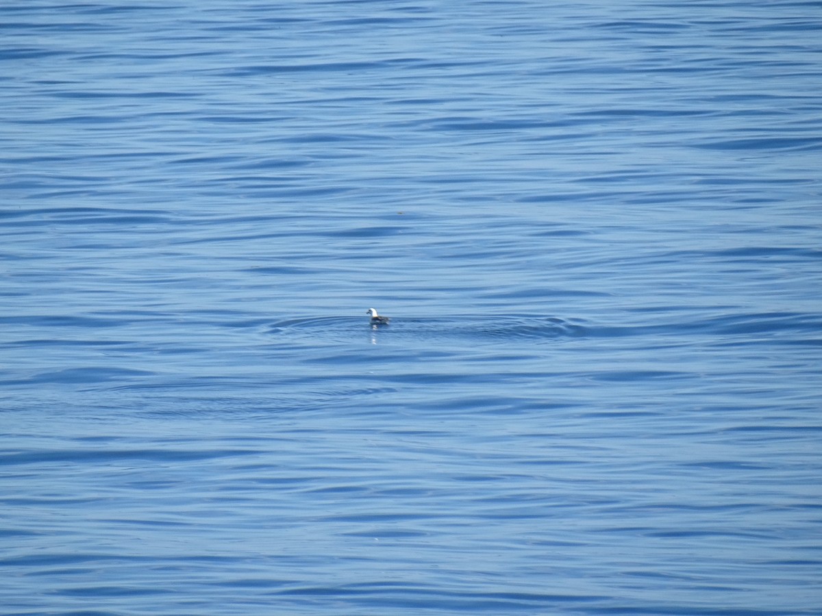 Fulmar Boreal - ML638691845