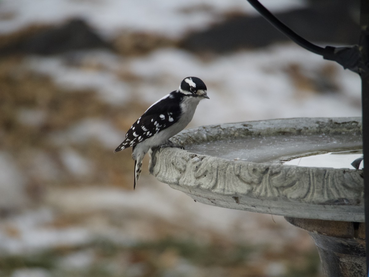 Downy Woodpecker - ML638691975