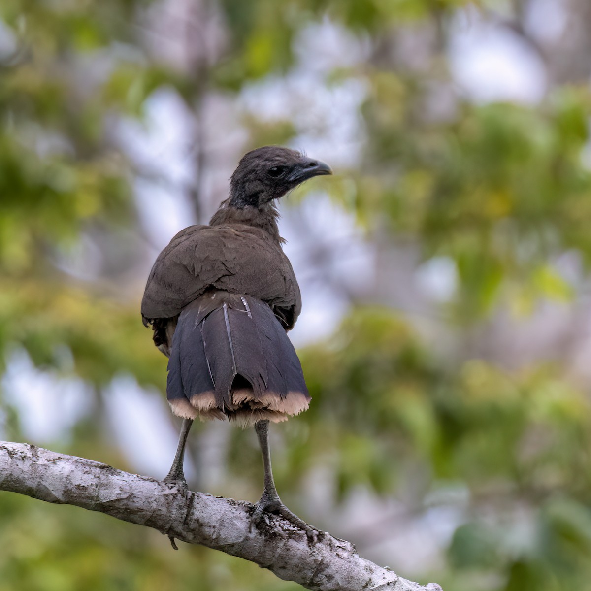 Gray-headed Chachalaca - ML638691989